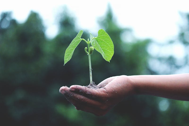 Volunteers planting trees